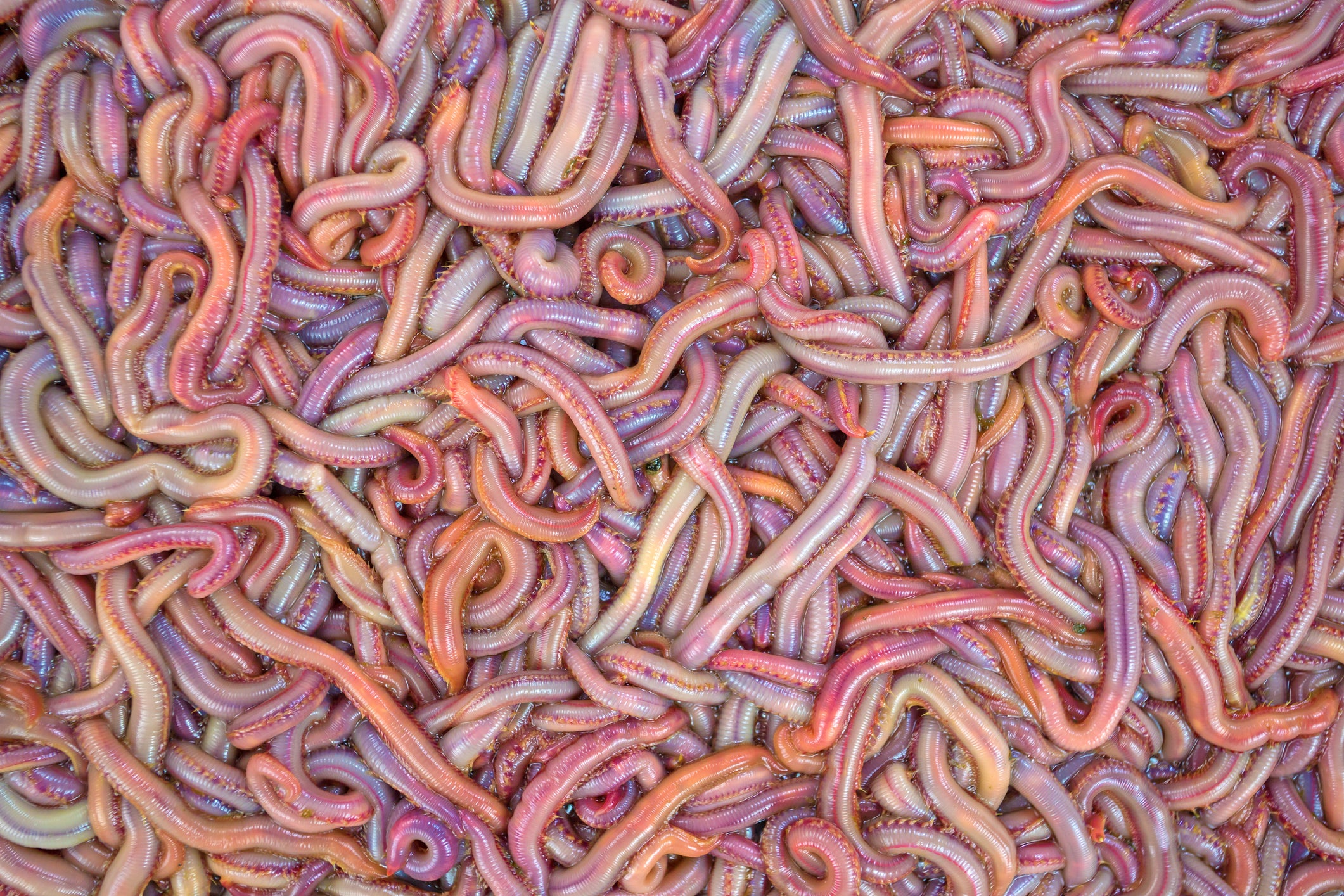 Live Bait Bloodworms for Store Pick-up – Old School Outdoors