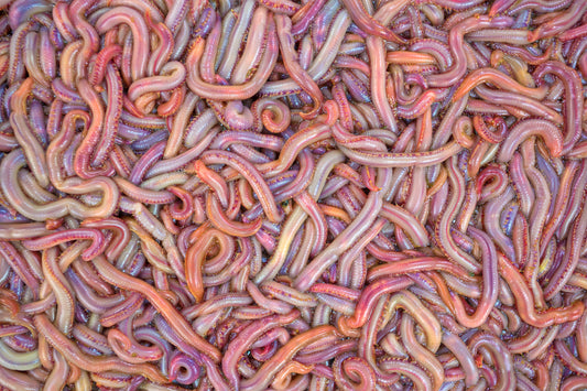 NEW ARRIVALS- Bloodworms, Bunker, and Fishing Gear