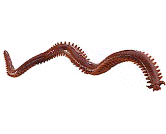 Gulp! Saltwater Sandworm
